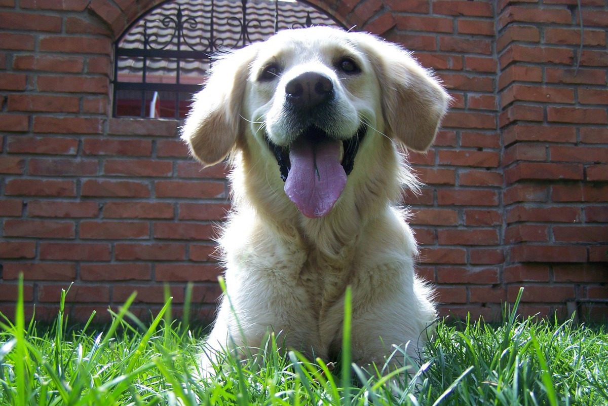 Das Bild zeigt einen lächelnden Retriever. Auch Hunde können lächeln. Ein tierisches Gesichtsyoga