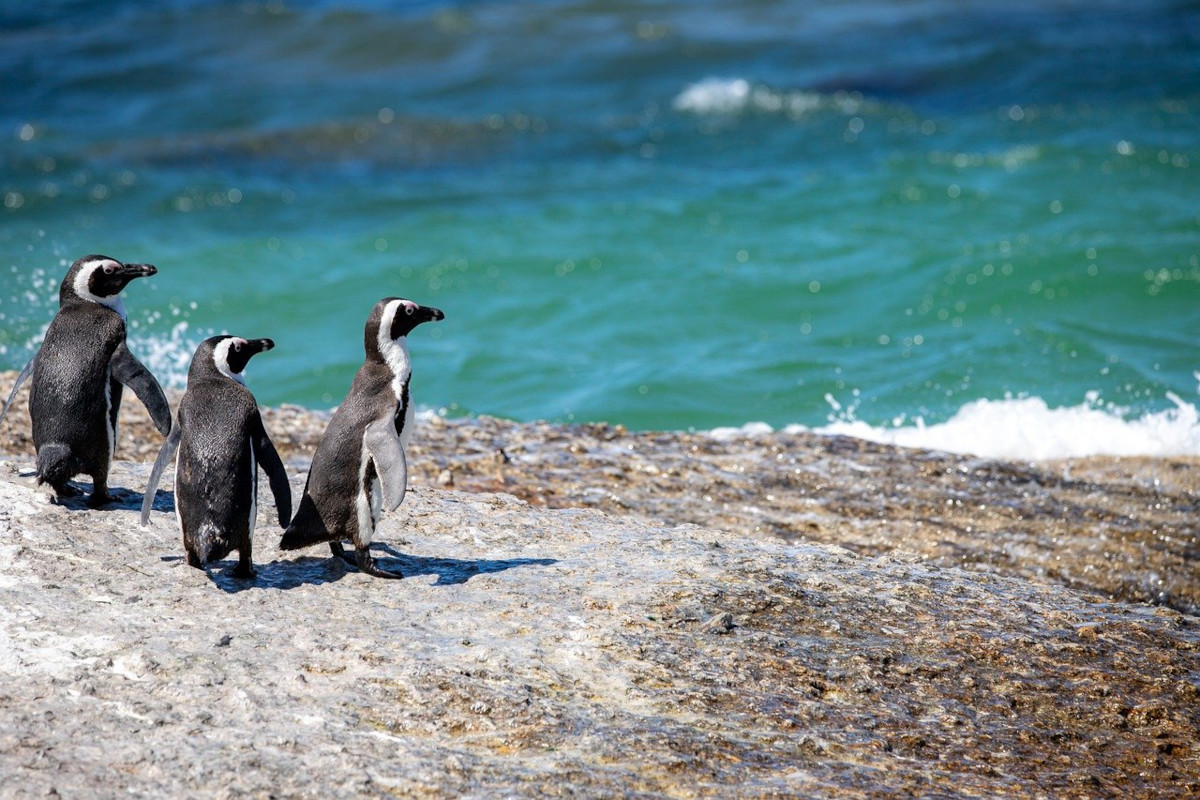 Das Bild zeigt drei Pinguine auf einen Felsen mit Blick auf ein blau grünes Meer.