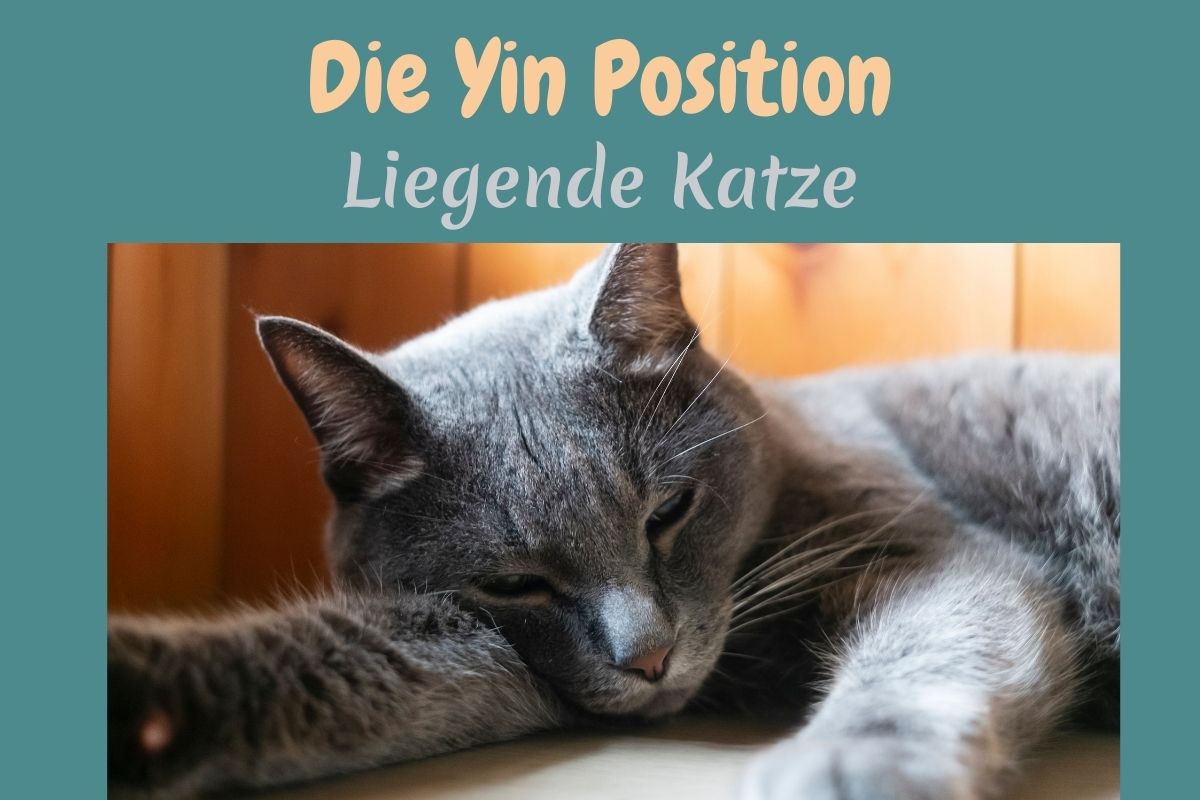 Das Foto zeigt eine liegende Katze. Die Überschrift des Bildes lautet: "Die Yin Position liegende Katze"