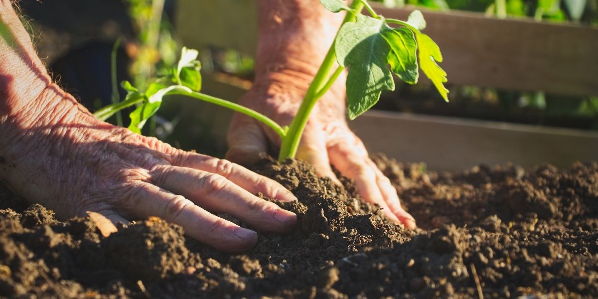 Das Foto zeigt die Hände eine ältern Menschen der Gemüse pflanzt.
